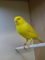 « Super Singer » jaune vif, Animaux & Accessoires, Oiseaux | Canaris