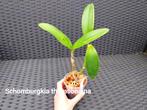 Orchidée exotique Schomburgkia thomsoniana, Enlèvement ou Envoi