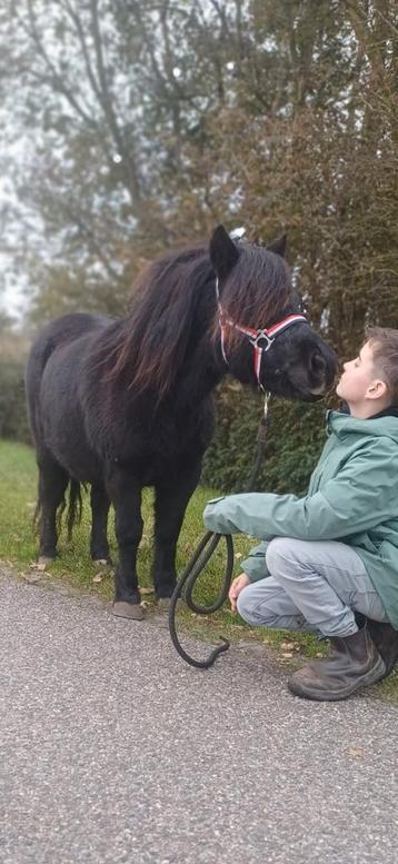 Grote maat kinderpony shetlander merrie drachtig stamboek  beschikbaar voor biedingen