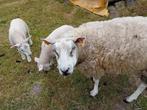 Swifter ooi met 2 lammeren te koop, Dieren en Toebehoren