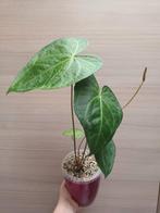 Anthurium clarinervium x pedatoradiatum, Huis en Inrichting, Ophalen of Verzenden