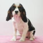 Cavalier King Charles pups te koop - verschileende kleuren, Dieren en Toebehoren, Honden | Chihuahua's en Gezelschapshonden, Meerdere