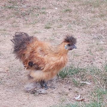 Gratis jonge zijdehoen haantjes, Mâle, Poule ou poulet