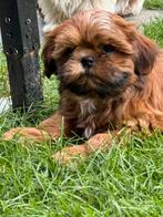 Shih Tzu pups, België, CDV (hondenziekte), 8 tot 15 weken, Meerdere