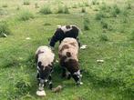 Baggerbonte schapen 3ooien, Meerdere dieren, Schaap