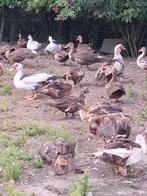 Barberie eenden, Dieren en Toebehoren, Pluimvee