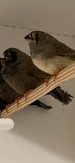 Koppel jonge Charcoal zebravinken, Meerdere dieren, Tropenvogel, Geringd