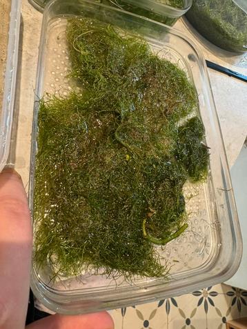 Aquarium plants - moss and others beschikbaar voor biedingen