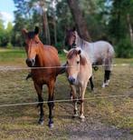 Gezocht: PAARDENVRIEND, Dieren en Toebehoren, Paarden