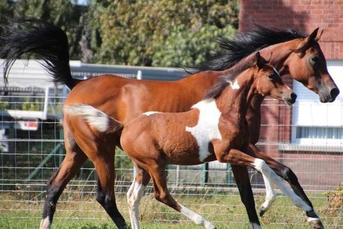 Bont merrieveulen AES stamboekpapier, Dieren en Toebehoren, Pony's