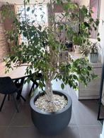 Mooie Ficus plant, Enlèvement