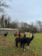 Prachtige alpaca veulens merrie's en hengstjes, Dieren en Toebehoren, Mei, Meerdere dieren