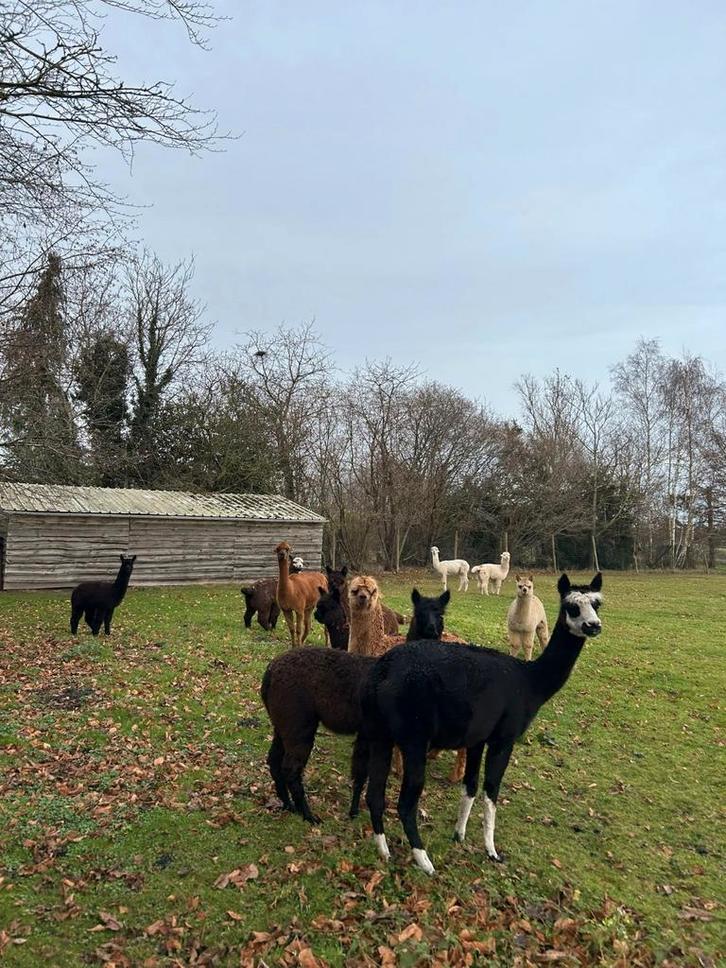 Prachtige alpaca veulens merrie's en hengstjes, Dieren en Toebehoren, Overige Dieren, Meerdere dieren, Mei