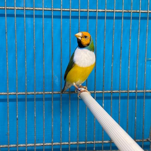 Gouldamadines, Dieren en Toebehoren, Vogels | Overige Vogels, Tropenvogel, Meerdere dieren