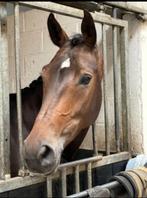 Paard te huur aangeboden!, Dieren en Toebehoren, Merrie, Met stamboom, M, Dressuurpaard