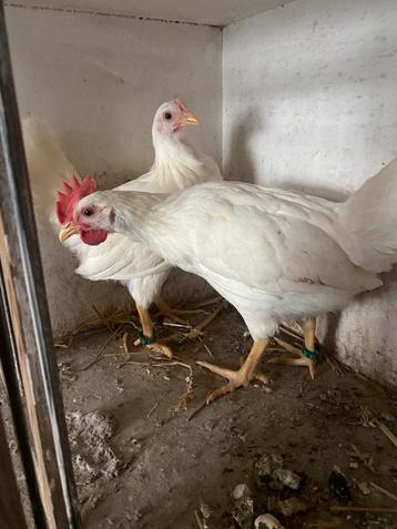 Jong Koppel zuivere leghorn beschikbaar voor biedingen
