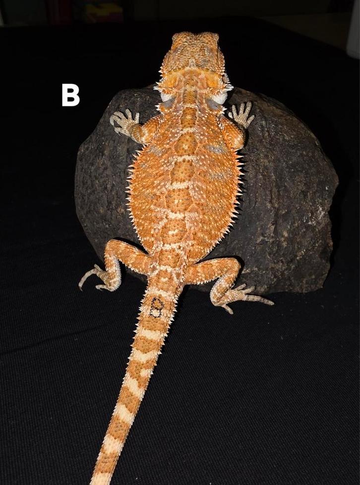 Mooi orange blue bar baardagaam-vrouwtje, Dieren en Toebehoren, Reptielen en Amfibieën, Hagedis, 0 tot 2 jaar, Tam
