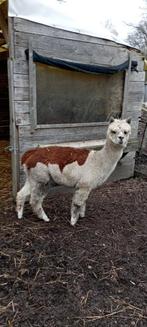 Alpaca merrie, Dieren en Toebehoren, Overige Dieren, November, Vrouwelijk