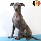 Prachtige taliaanse Windhondjes pups te koop, België, 15 weken tot 1 jaar, CDV (hondenziekte), Meerdere