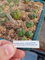 cactus ferocactus recurvus-greenwoodii aff., Tuin en Terras, Ophalen of Verzenden