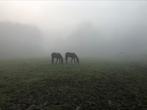 Gratis paardenmest Winksele/Herent, Ophalen