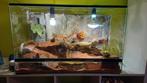 Terrarium 90 x 50 x 35, Animaux & Accessoires, Reptiles & Amphibiens | Accessoires, Enlèvement