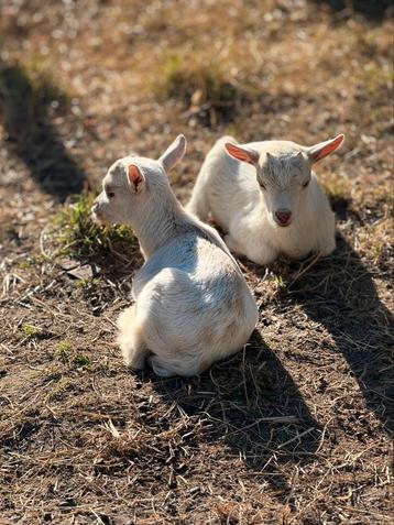 4 geiten bok lammers beschikbaar voor biedingen