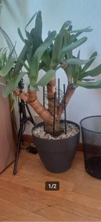 aloe plicatilis, Huis en Inrichting, Kamerplanten, Vetplant, 100 tot 150 cm, Ophalen of Verzenden, Volle zon