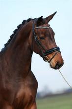 Kwaliteits kwpn merrie, Dieren en Toebehoren, Merrie