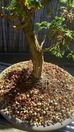 Bonsai hinoki, Jardin & Terrasse, Plantes | Arbres, En pot, Enlèvement, Ombre partielle, 100 à 250 cm