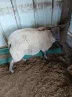 Dekbok bleu demain, Dieren en Toebehoren, Schapen, Geiten en Varkens