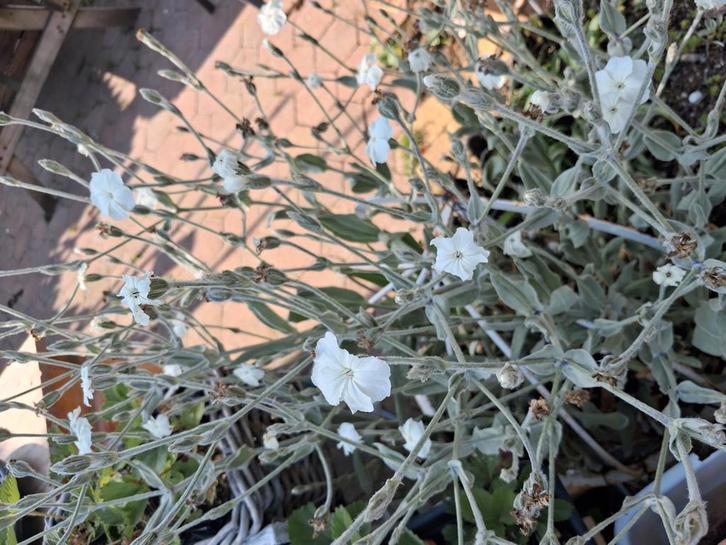 Biologische Prikneus Wit Zaden, Tuin en Terras, Bloembollen en Zaden, Ophalen of Verzenden