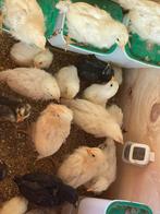 Kuikens te koop, Dieren en Toebehoren, Geslacht onbekend, Kip