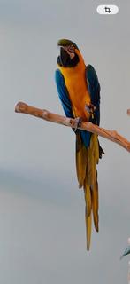 Blauwgele ara, Dieren en Toebehoren, Tam