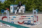 Ervaren springpony 148cm, Dieren en Toebehoren, Pony's, Gechipt, Ruin, Springpony, 11 jaar of ouder