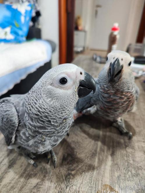 Gris de Gabon jeunes, Animaux & Accessoires, Oiseaux | Perruches & Perroquets