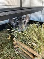 Twee lieve chinchilla’s zoeken een nieuw huisje, Dieren en Toebehoren, Mannelijk, Chinchilla