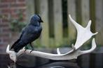 opgezette kauw op een herten gewij, Ophalen of Verzenden, Zo goed als nieuw