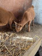 Geit geiten bok boklam camelkleur, Dieren en Toebehoren, Geit