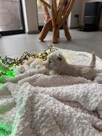 West highland terrier /white/westy/wit/cesar/pups, België, Fokker | Hobbymatig, Overige rassen, CDV (hondenziekte)