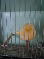 Norwich, Dieren en Toebehoren, Mannelijk, Postuurkanarie