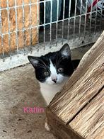 Europese korthaar kittens, Dieren en Toebehoren, Meerdere dieren, Gechipt, 3 tot 5 jaar