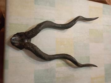 Très rare trophée de chasse petit doudou Somalie, Enlèvement ou Envoi, Comme neuf