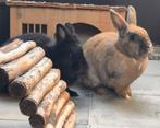 Koppeltje konijntjes zoekt nieuwe thuis, Dieren en Toebehoren, Konijnen