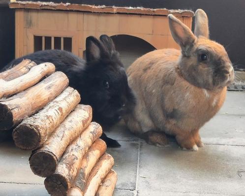 Koppeltje konijntjes zoekt nieuwe thuis, Dieren en Toebehoren, Konijnen
