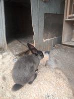 Siamees konijn., Dieren en Toebehoren, Geslacht onbekend, Groot, 0 tot 2 jaar