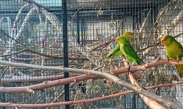 Geelkoplori beschikbaar voor biedingen