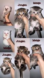 britse korthaar kittens (klaar voor vertrek), Animaux & Accessoires, Vermifugé, Plusieurs animaux, 0 à 2 ans