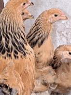 Brahma kuikens, Dieren en Toebehoren, Meerdere dieren, Kip