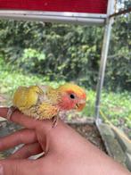 Bébés perroquets pygmées, Domestique